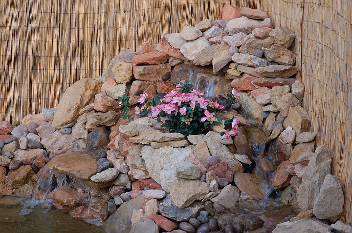 Closeup of pond with azalea.jpg